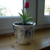 Tulipan - gigant ;-)