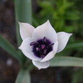 tulipaneczek