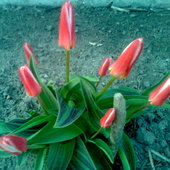 Tulipaniki zakwitają