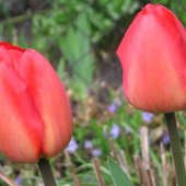 tulipanki dwa;-)