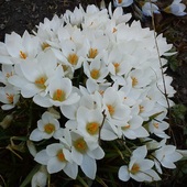 Wiosenne Białe Anio
