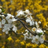 Wiosna biało-żółta