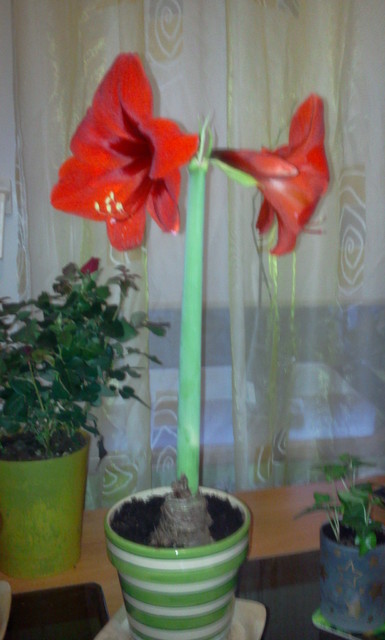 amarylis, na drugim palnie mini róża :)