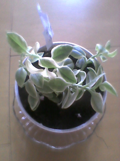 Aptenia cordifolia variegata 