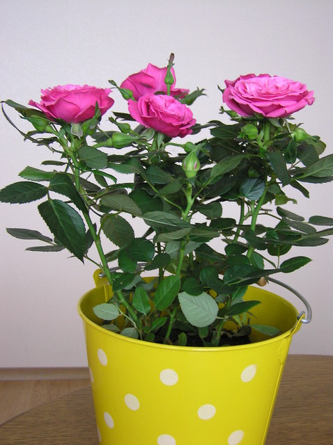 Ciemno-różowa róża