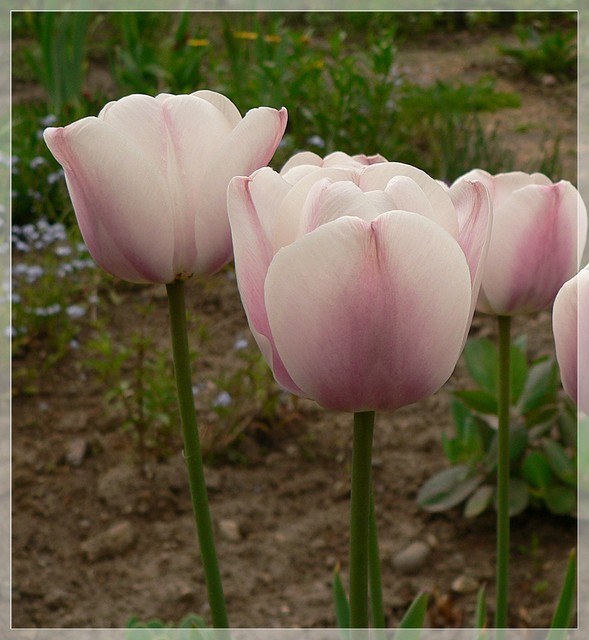 Ciemnonóżkie tulipany