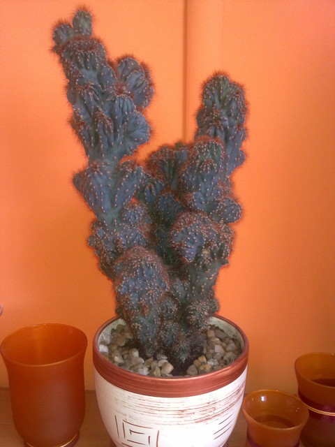 Ja Kaktus :)