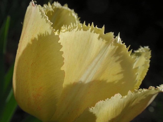 Jedne z ulubionych - tulipany