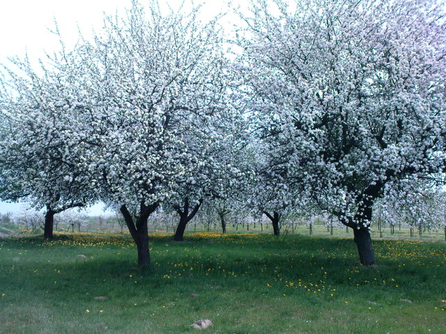 Kwitnące jabłonie