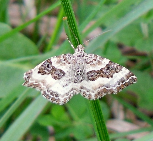 Motyl z koronki