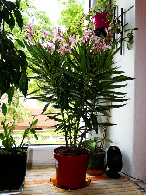 Oleander  Narium