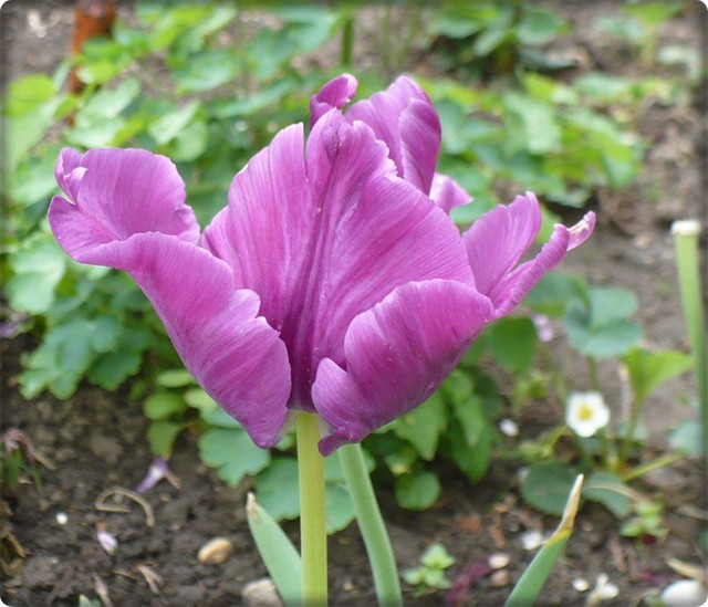 ostatni tulipanek