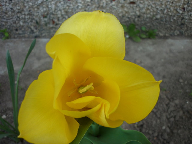 Ostatni tulipanek