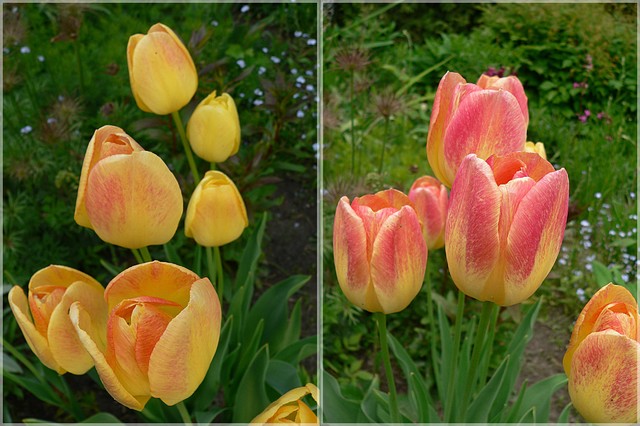 Ostatnie tulipanki i ich przemiana