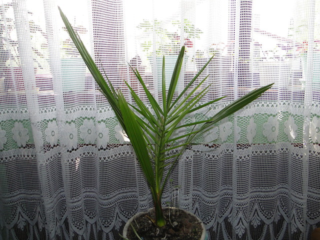 palma wychodowana przeze mnie z daktyla ;)
