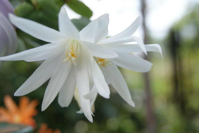 Rhipsalidopsis biały
