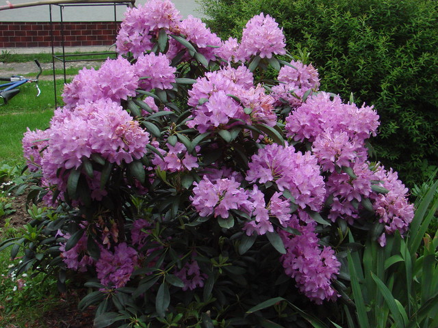 Rododendron.