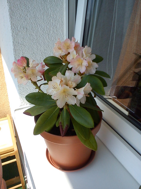Rododendronik balkonowy