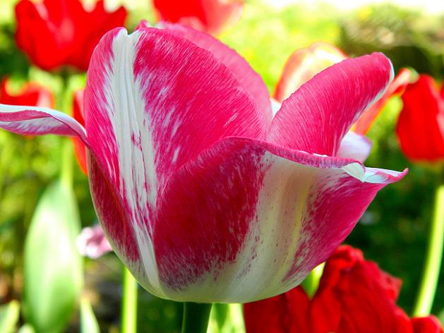 Rozkwitają nowe tulipany.