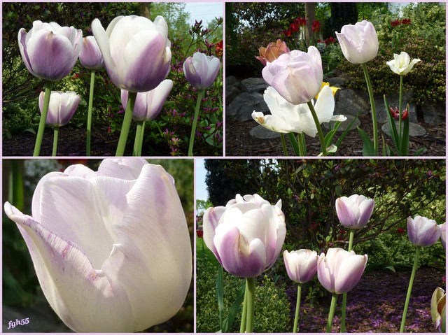 Tulipany ...