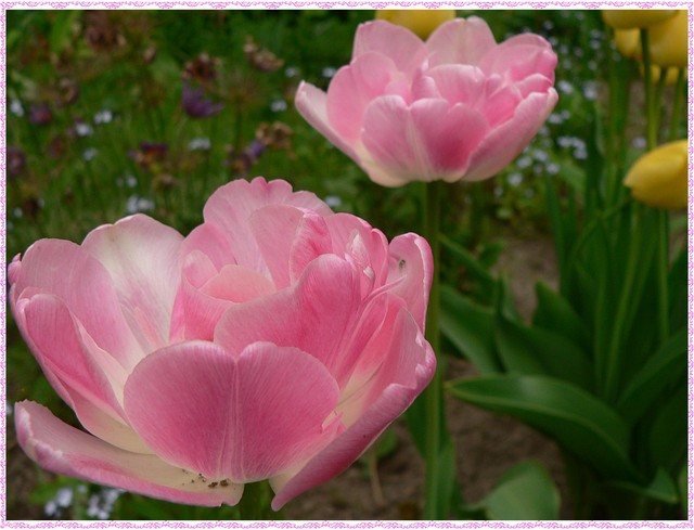 Wiesiu, Twoje urodzinowe tulipanki
