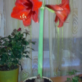 amarylis, na drugim palnie mini róża :)