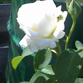 Biała róża z ogrodu mamy