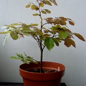Buk wdzięczny na bonsai