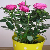 Ciemno-różowa róża