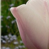 Ciemnonóżkie tulipany