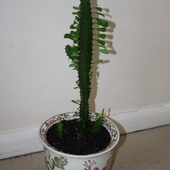 Euphorbia Canariensi