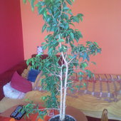 Ficus 2012