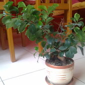 Ficus 2012