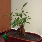 Fikus Retuza - bonsai