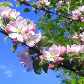 Jabłoniowe kwiaty