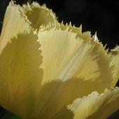 Jedne z ulubionych - tulipany
