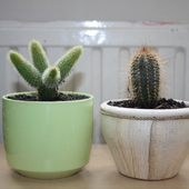 Kaktuski :)