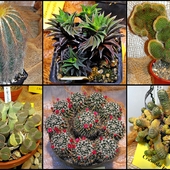 Każdy kaktus jest sukulentem ...