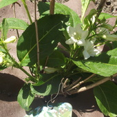 krzewuszka o białych kwiatach