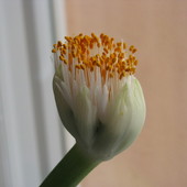 kwiat krasnokwiatu białokwiatowego