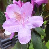 Kwiat rhododendron 'Roseum Elegans'