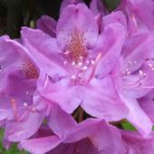 Kwiat Rhododendron 'Roseum Elegans'