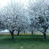 Kwitnące jabłonie