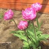 moje tulipanki