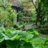 Ogród Japoński Prz