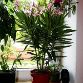 Oleander  Narium