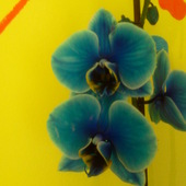 orchidea- szkodam, że to nienaturalny kolor :(