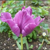 ostatni tulipanek