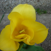 Ostatni tulipanek