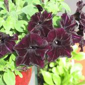  Petunia Black Velvet